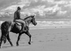 Coastal Canter on Bamburgh Beach,  Northumberland..jpg